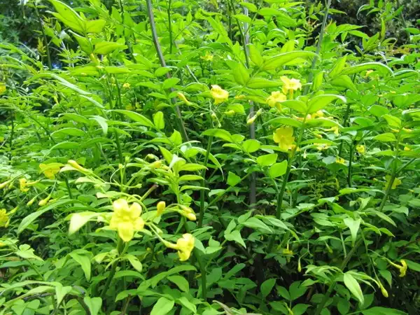 Foto de Chrysojasminum humile (Chrysojasminum humiles)