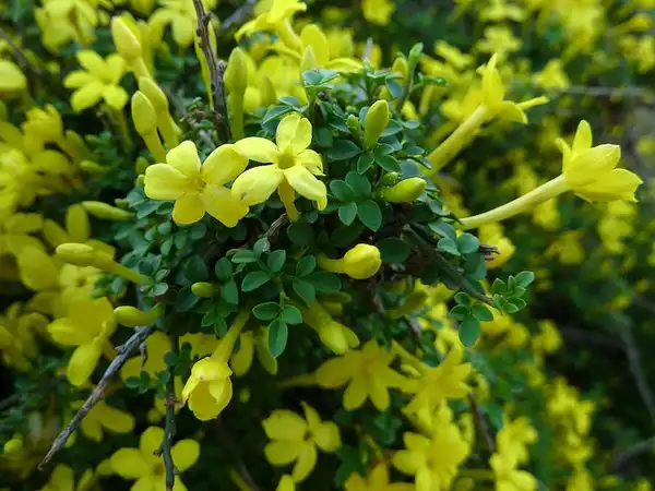 Фото Chrysojasminum parkeri (Chrysojasminum parkeris)