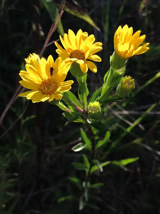 Фото Chrysopsis mariana (Chrysopsis marianas)