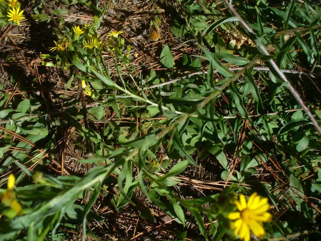 Фото Chrysopsis mariana - Leaves in the fall in Moore County:Susan Strine