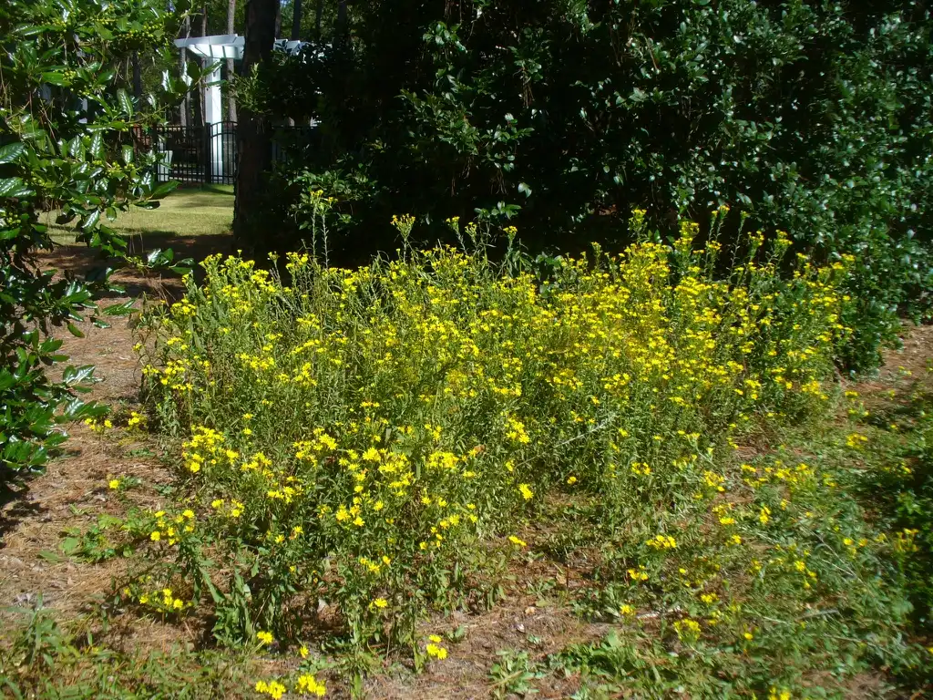 Фото Chrysopsis mariana - mass planting in the fall in Moore County:Susan Strine