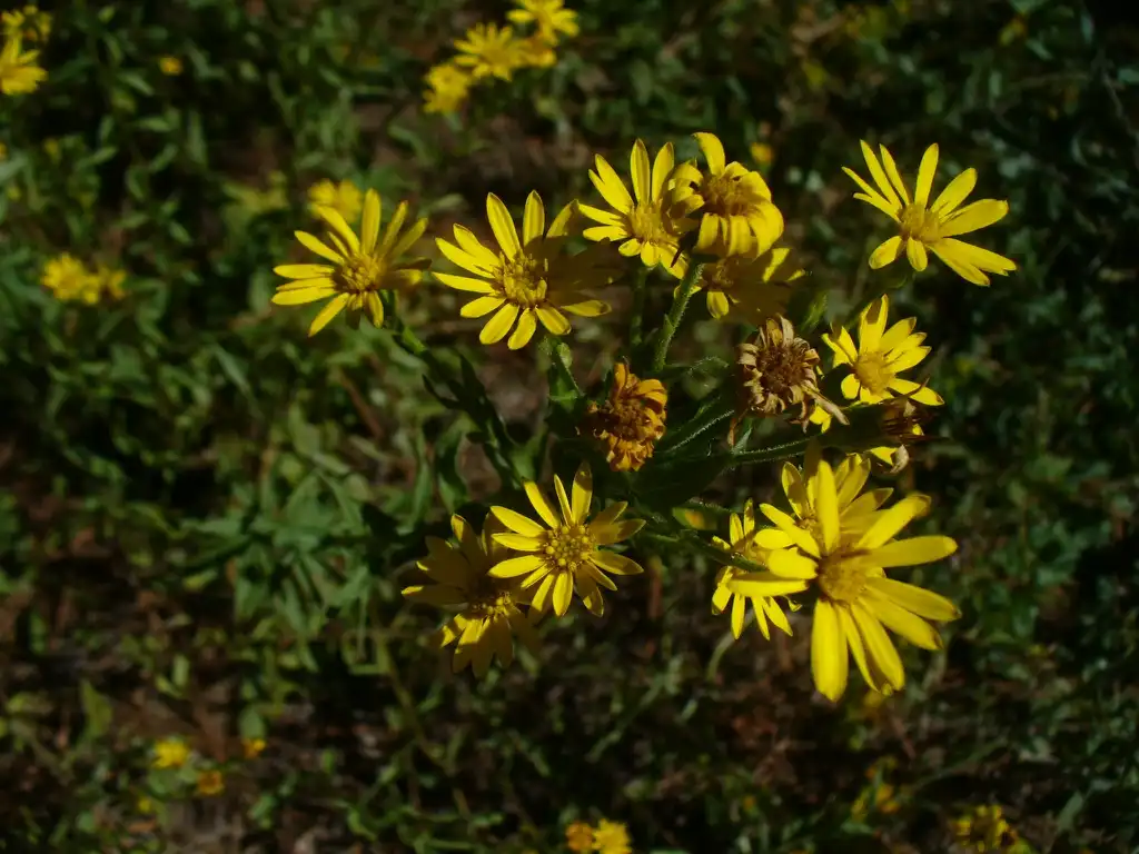 Фото Chrysopsis mariana - flowers in the fall in Moore County:Susan Strine