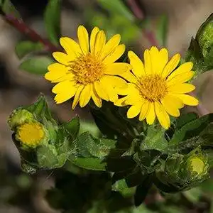 Фото Chrysopsis mariana - Bloom detail:Debbie Roos