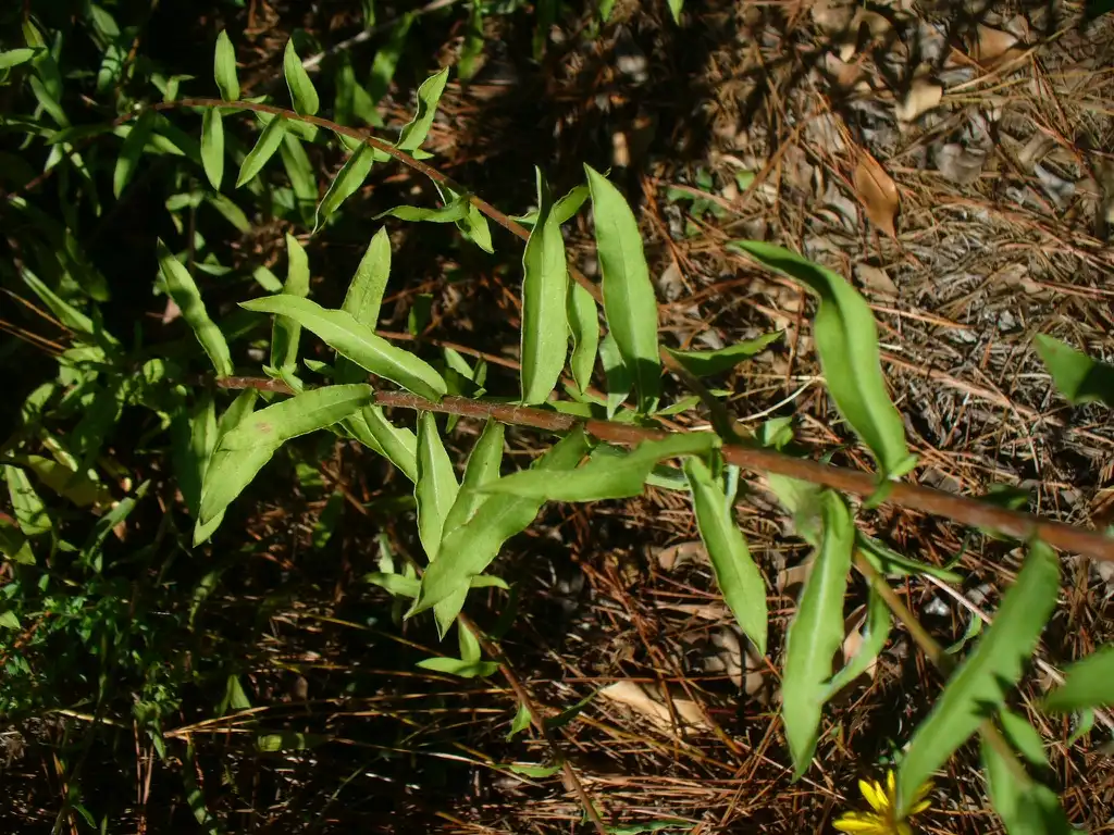 Фото Chrysopsis mariana - Leaves in the summer in Moore County:Susan Strine