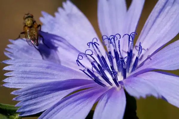 Foto de Cichorium intybus (Cichorium intybuss)
