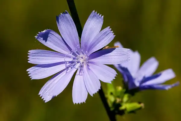 Foto de Cichorium intybus (Cichorium intybuss)