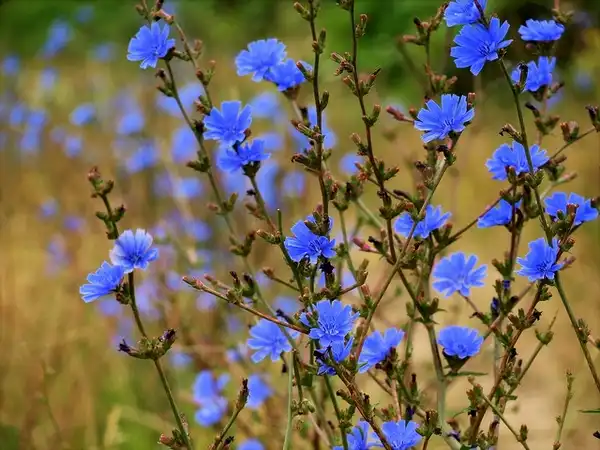 Foto de Cichorium intybus - Cichorium intybus:Roberto Verzo