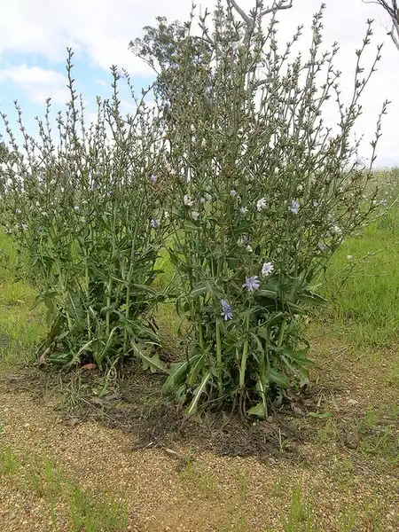 Foto de Cichorium intybus - Cichorium intybus:Harry Rose