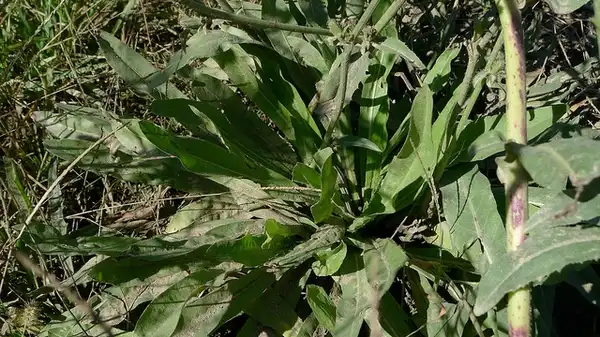 Foto de Cichorium intybus - Cichorium intybus:John Tann