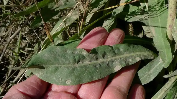 Foto de Cichorium intybus - Cichorium intybus:John Tann