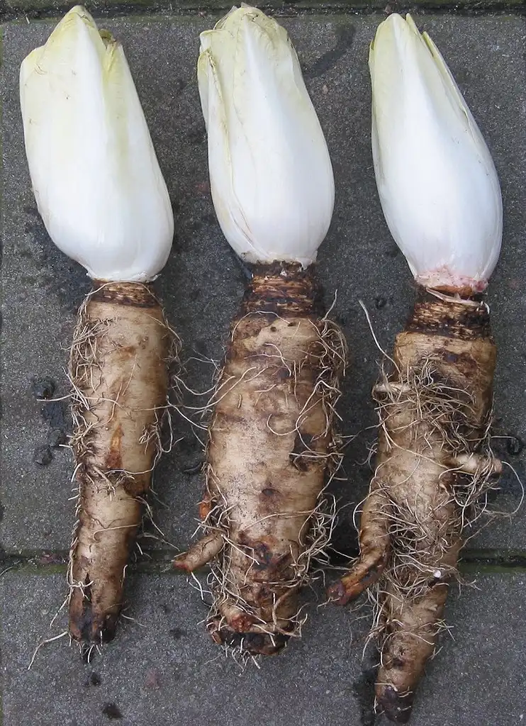 Foto de Cichorium intybus - Belgian Endive, a cultivated variety:Rasbak