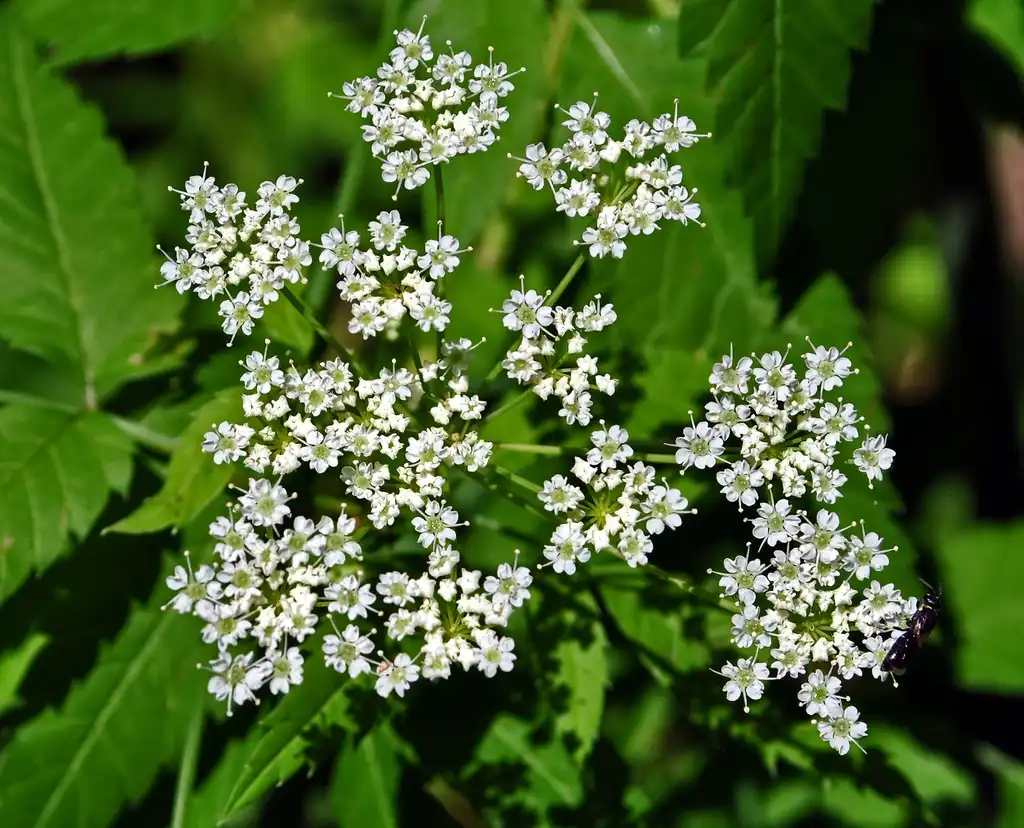 Photo of Cicuta maculata (Cicuta maculatas)