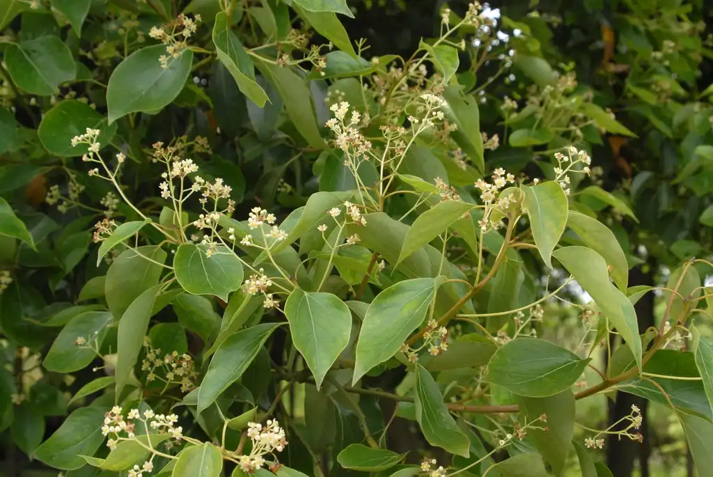 Фото Cinnamomum camphora (Cinnamomum camphoras)