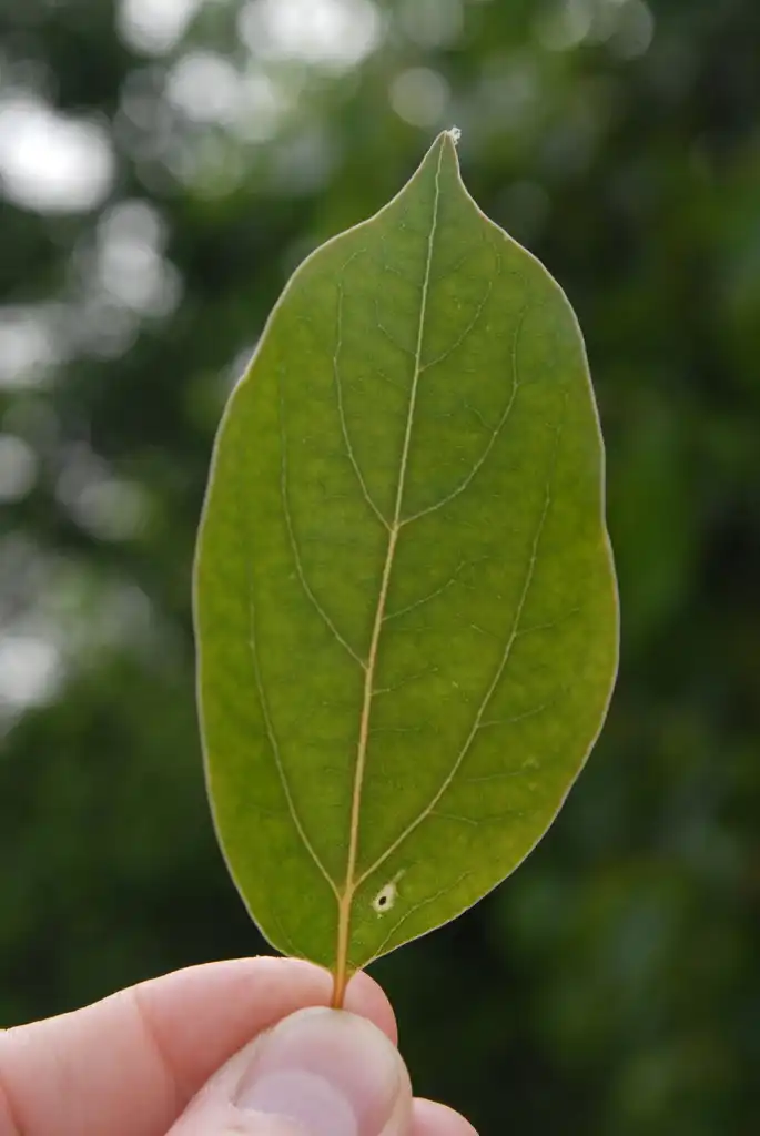 Фото Cinnamomum camphora (Cinnamomum camphoras)
