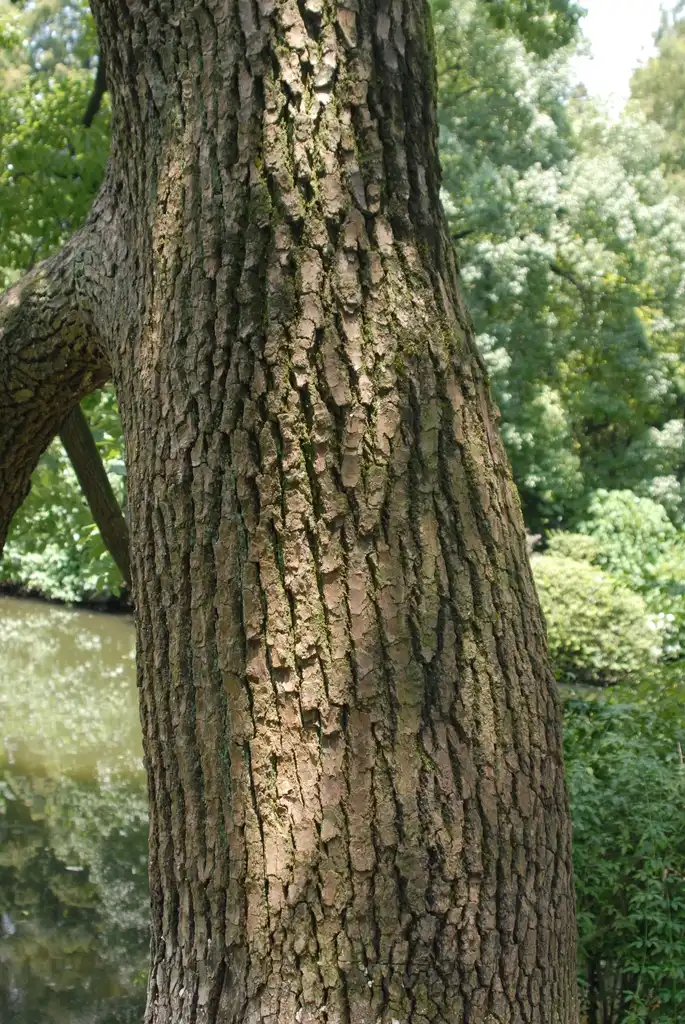 Фото Cinnamomum camphora - Bark:Jim Robbins