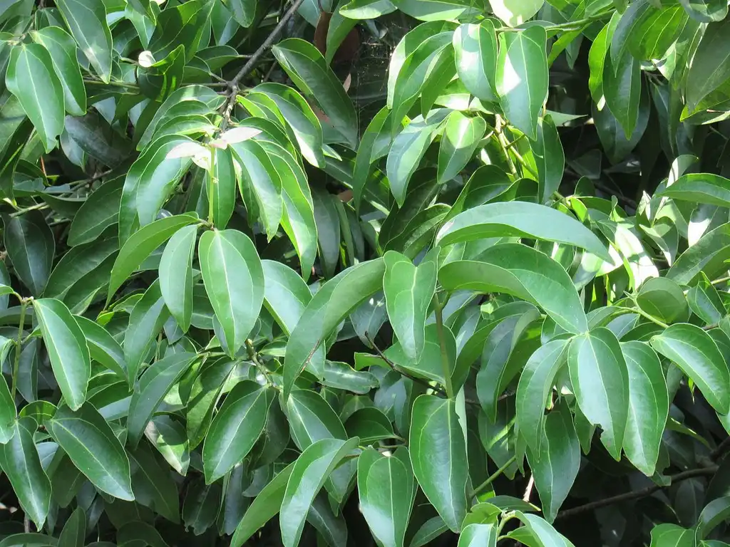 Foto de Cinnamomum verum (Cinnamomum verums)