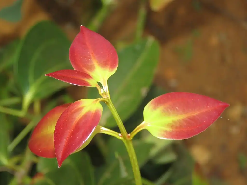 Foto de Cinnamomum verum (Cinnamomum verums)
