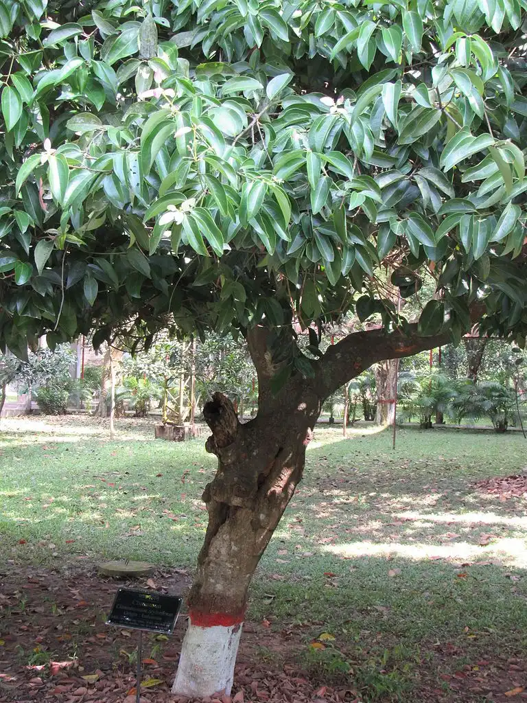 Foto de Cinnamomum verum - Form:Afifa Afrin