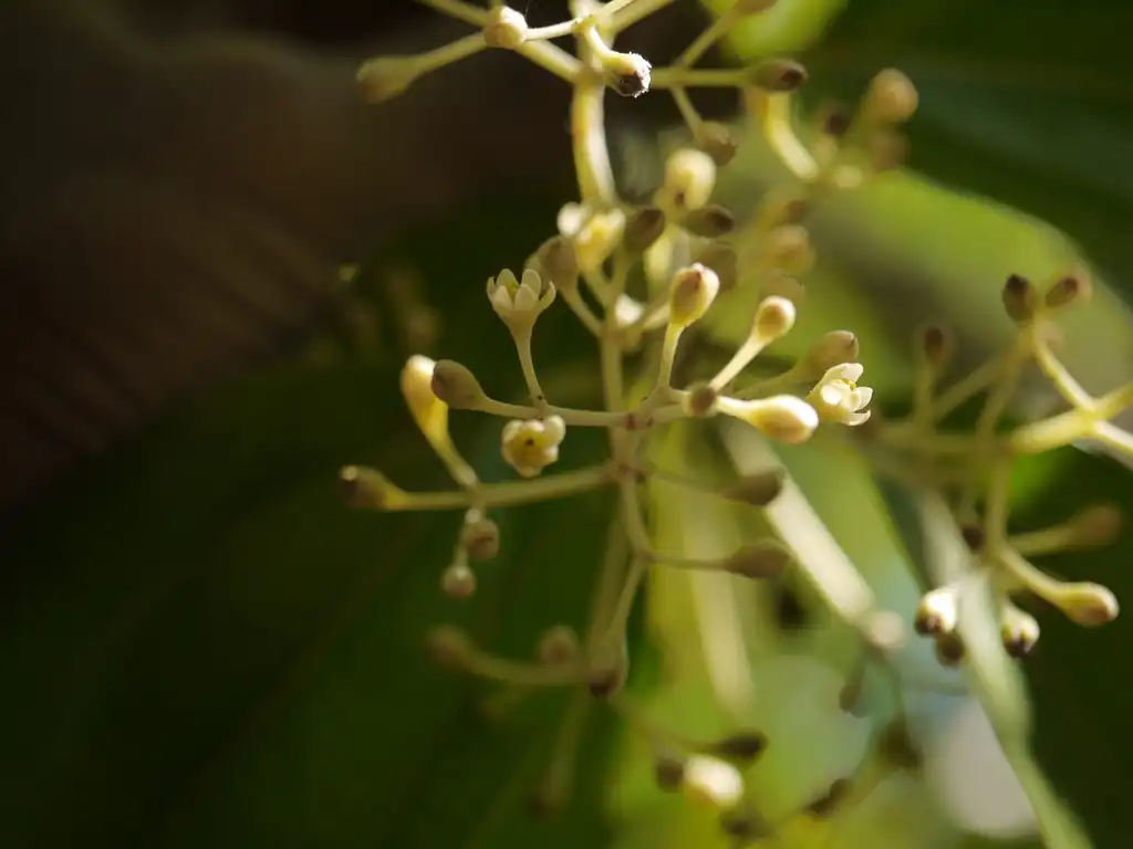 Foto de Cinnamomum verum - Budding Flowers:Dinesh Valke