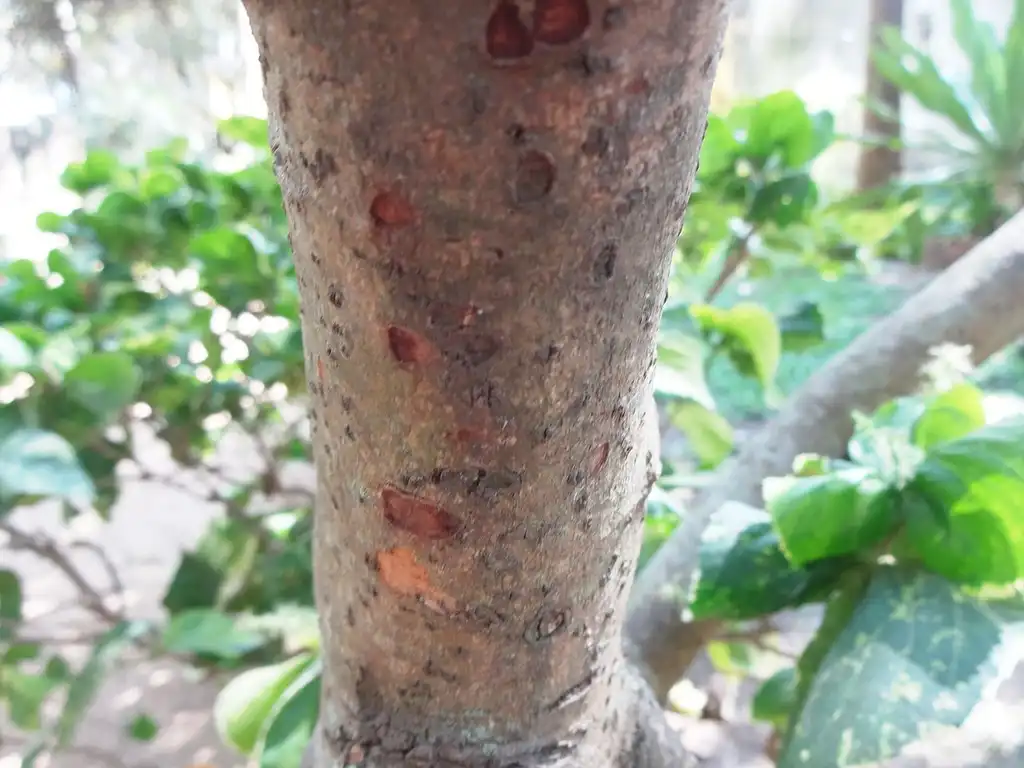 Foto de Cinnamomum verum - Bark:VASANTH S.N.