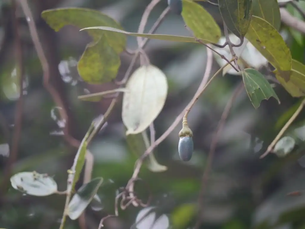 Foto de Cinnamomum verum - Fruit:Dinesh Valke