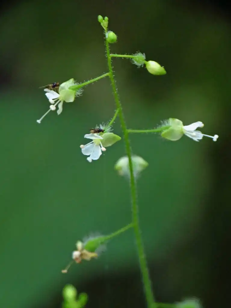 Photo of Circaea lutetiana subsp. canadensis (Circaea lutetiana subsp. canadensiss)