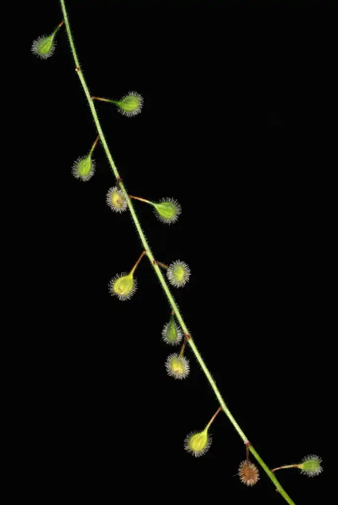 Photo of Circaea lutetiana subsp. canadensis (Circaea lutetiana subsp. canadensiss)