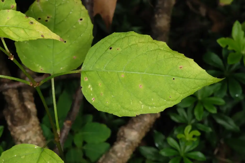 Photo of Circaea lutetiana subsp. canadensis - Opposite leaves (Lexington, MA)-Early Fall:Douglas Goldman, USDA