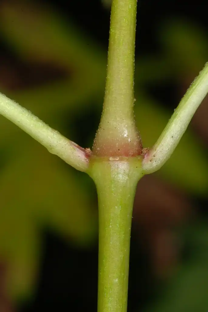 Photo of Circaea lutetiana subsp. canadensis - Green stem (Lexington, MA)-Early Fall:Douglas Goldman, USDA