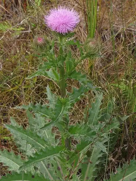 Фото Cirsium horridulum (Cirsium horridulums)