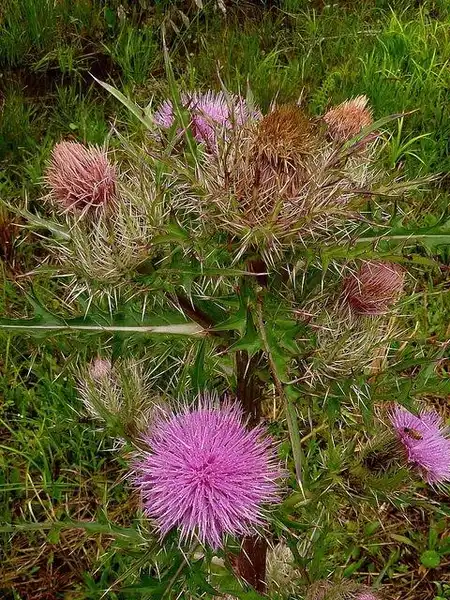 Фото Cirsium horridulum (Cirsium horridulums)