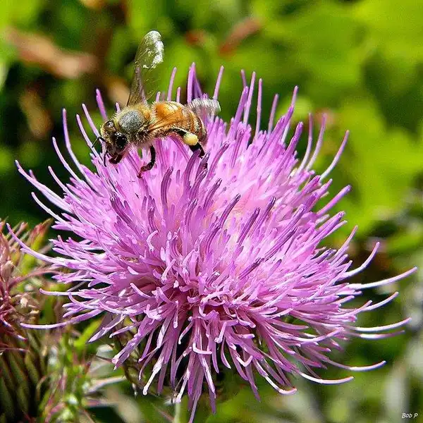 Фото Cirsium horridulum - Cirsium horridulum bloom detail:Bob Peterson