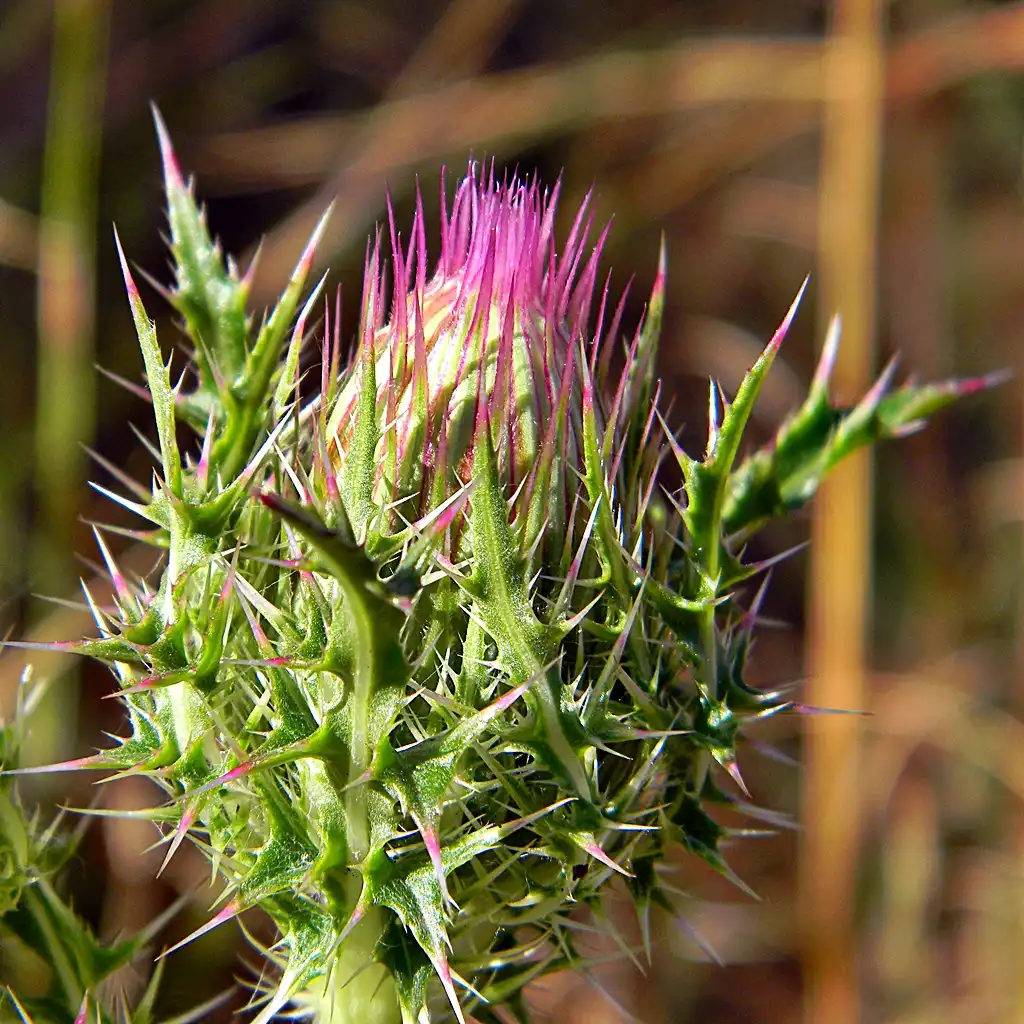 Фото Cirsium horridulum - Bud with spines:Bob Peterson