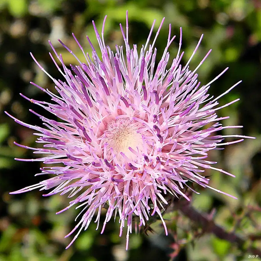Фото Cirsium horridulum - Flower:Bob Peterson