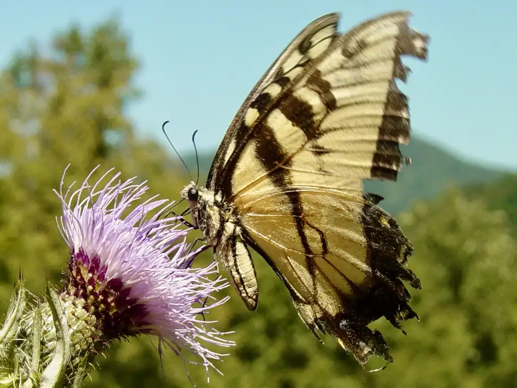 Фото Cirsium horridulum - Yellow swallowtail sipping nectar from a thistle bloom.:Jim Lawerence