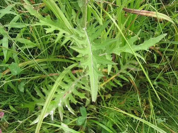 Photo of Cirsium muticum (Cirsium muticums)