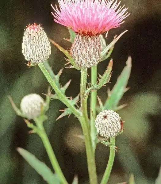 Photo of Cirsium muticum (Cirsium muticums)