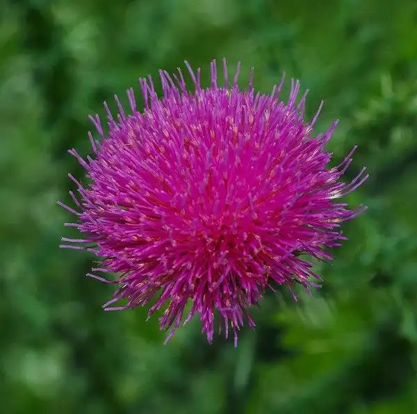 Photo of Cirsium muticum - Cirsium muticum flower:Joshua Mayer