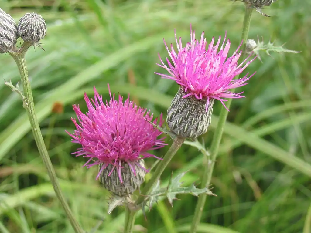 Photo of Cirsium muticum - Flower:Superior National Forest