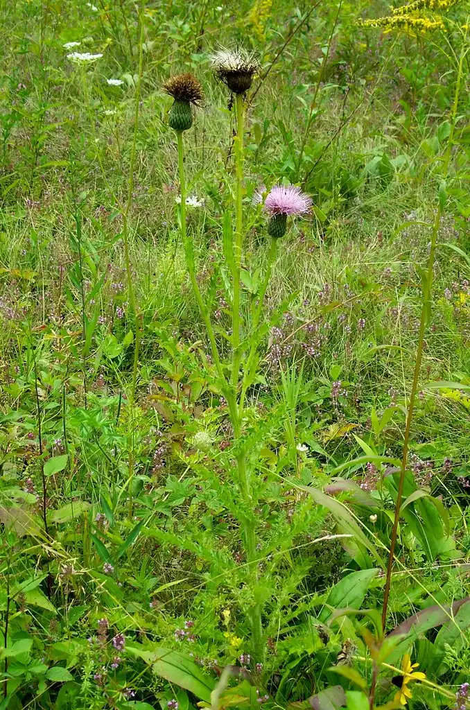 Photo of Cirsium pumilum (Cirsium pumilums)