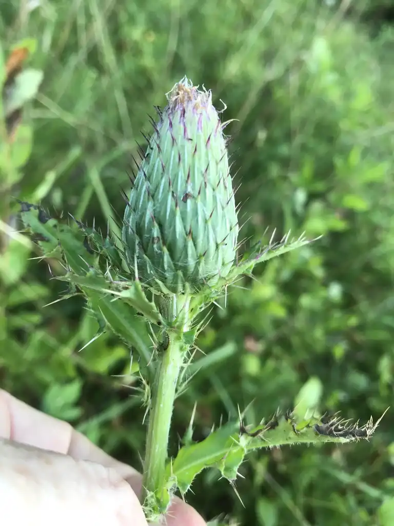 Photo of Cirsium pumilum (Cirsium pumilums)
