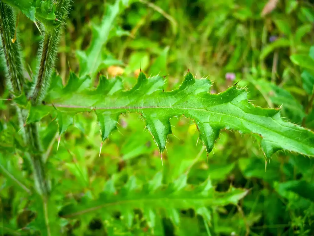 Photo of Cirsium pumilum - Leaves:catherineklatt
