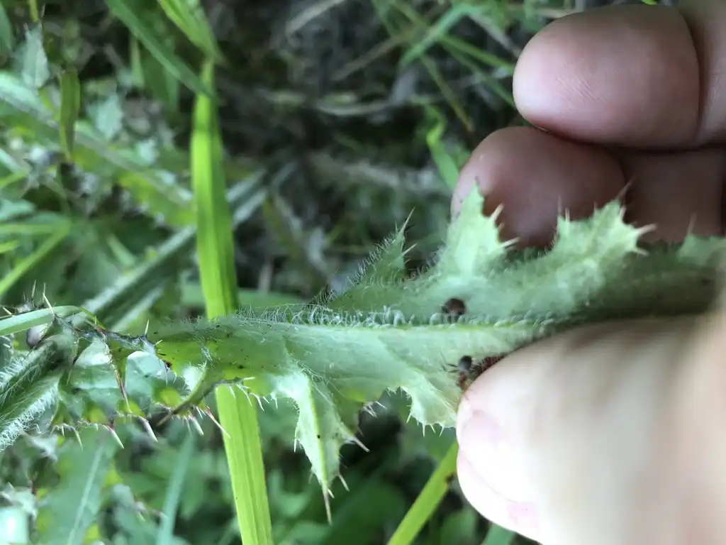 Photo of Cirsium pumilum - Underside of leaf:Alan Weakley