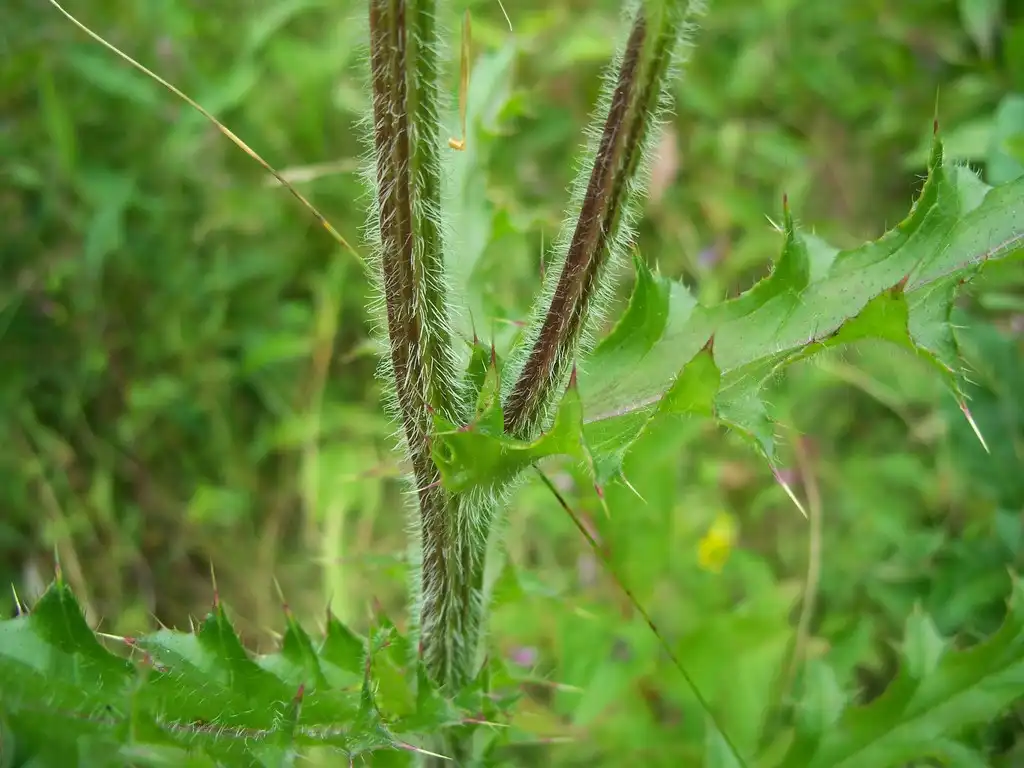 Photo of Cirsium pumilum - Stem:catherineklatt