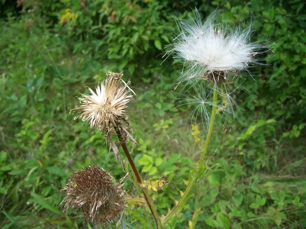 Photo of Cirsium pumilum - Fruit:catherineklatt