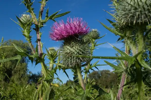 Photo of Cirsium vulgare (Cirsium vulgares)