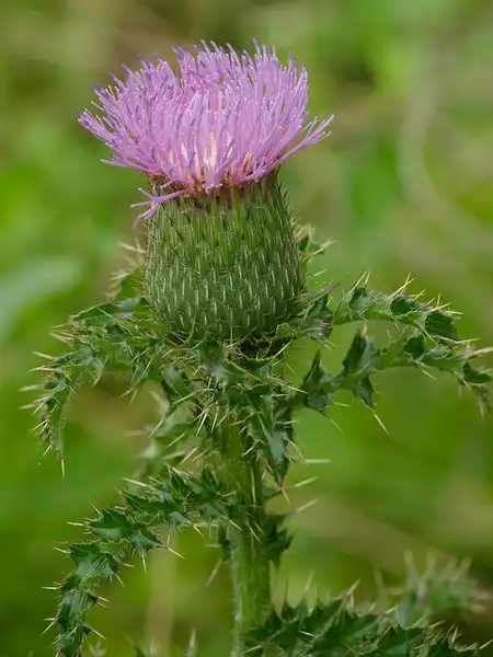 Photo of Cirsium vulgare (Cirsium vulgares)
