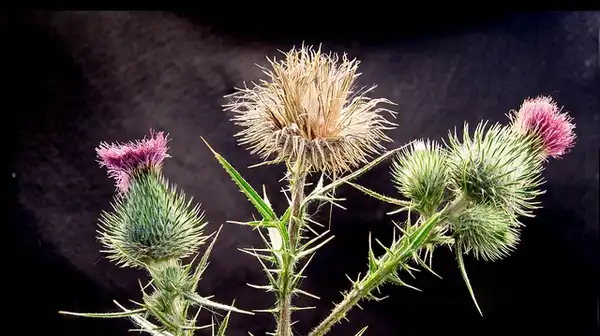 Photo of Cirsium vulgare - :Elaine with Grey Cats