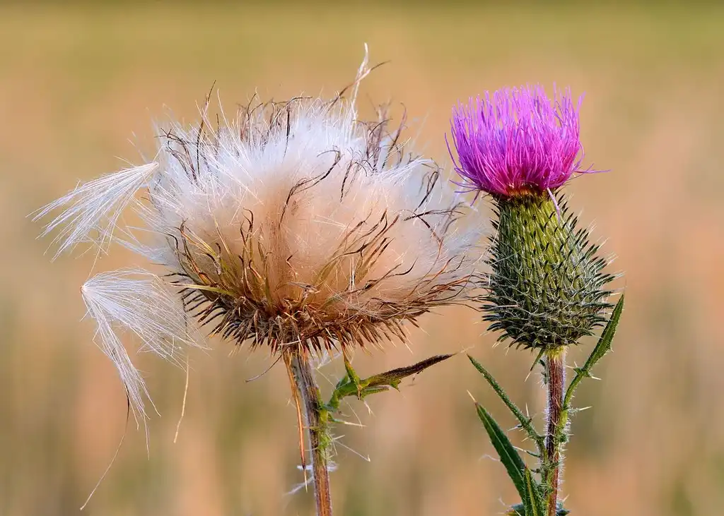 Photo of Cirsium vulgare - Seed Pod:Ivar Leidus