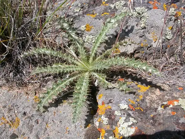 Фото Cirsium (Cirsiums)